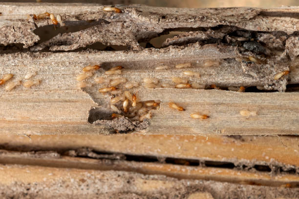 Best Pest Removal Services  in Westminster, MD