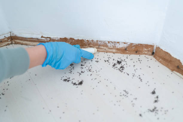 Trusted Westminster, MD Pest Control Experts